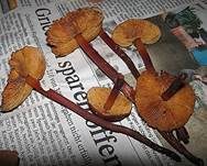Blutroter Wurzelschnitzling, Foto 21