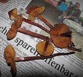 Blutroter Wurzelschnitzling, Foto 23
