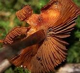Blutroter Wurzelschnitzling, Foto 10