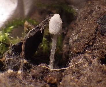 Stinkender Misttintling, Foto 4