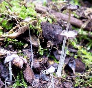 Stinkender Misttintling, Foto 5