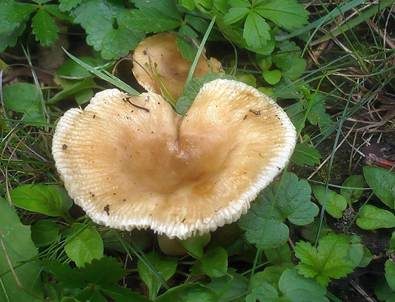 Stinkender Kammtäubling, Foto 2