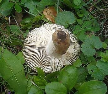 Stinkender Kammtäubling, Foto 3