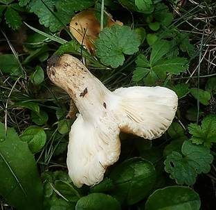 Stinkender Kammtäubling, Foto 4