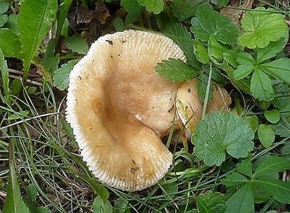 Stinkender Kammtäubling, Foto 5