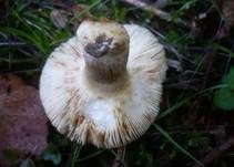Stinkender Kammtäubling, Foto 6