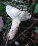 Stinkender Kammtäubling, Foto 7