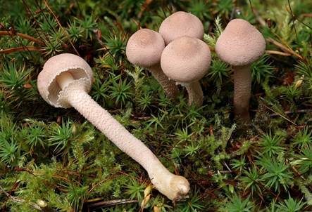 Stinkender Körnchenschirmling, Foto 2