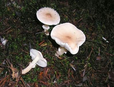 Stinkender Körnchenschirmling, Foto 3