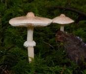 Stinkender Körnchenschirmling, Foto 12