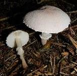 Stinkender Körnchenschirmling, Foto 14