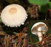 Stinkender Körnchenschirmling, Foto 17