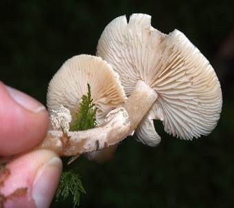 Stinkender Körnchenschirmling, Foto 4