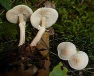 Stinkender Körnchenschirmling, Foto 22
