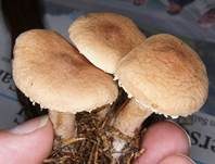 Stinkender Körnchenschirmling, Foto 23