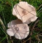 Stinkender Körnchenschirmling, Foto 24