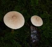 Stinkender Körnchenschirmling, Foto 25