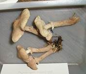 Stinkender Körnchenschirmling, Foto 26