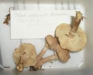 Stinkender Körnchenschirmling, Foto 27
