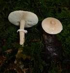 Stinkender Körnchenschirmling, Foto 28