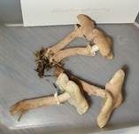 Stinkender Körnchenschirmling, Foto 29