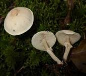 Stinkender Körnchenschirmling, Foto 30