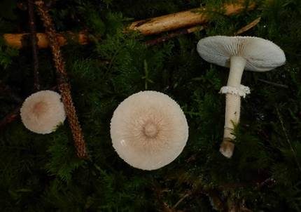 Stinkender Körnchenschirmling, Foto 5