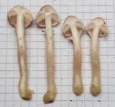 Stinkender Körnchenschirmling, Foto 6