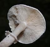 Stinkender Körnchenschirmling, Foto 7
