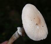 Stinkender Körnchenschirmling, Foto 8