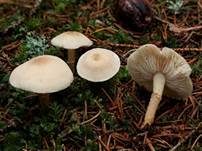 Stinkender Körnchenschirmling, Foto 9