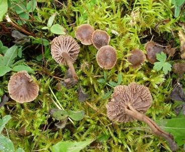 Stinkender Samtschneckling, Foto 2