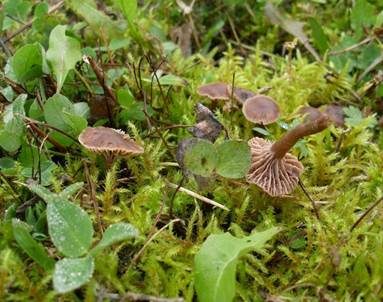 Stinkender Samtschneckling, Foto 5