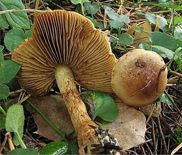 Stinkender Schleimkopf, Foto 3