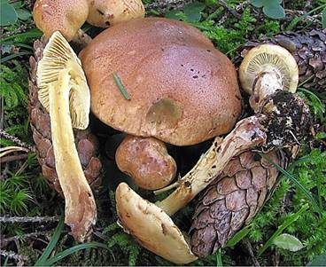 Stinkender Schleimkopf, Foto 4