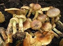 Stinkender Schleimkopf, Foto 5