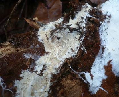 Stinkender Stachelsporling, Foto 2