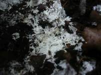 Stinkender Stachelsporling, Foto 9