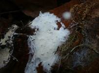 Stinkender Stachelsporling, Foto 10