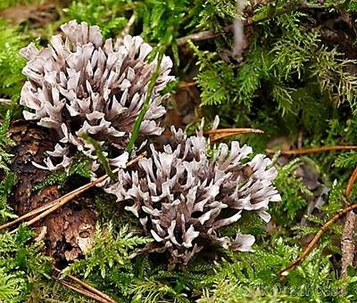 Stinkender Warzenpilz, Foto 2