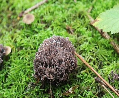 Stinkender Warzenpilz, Foto 3