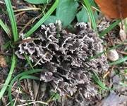 Stinkender Warzenpilz, Foto 14