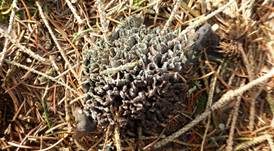 Stinkender Warzenpilz, Foto 15