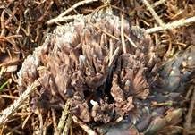 Stinkender Warzenpilz, Foto 16
