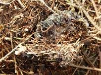 Stinkender Warzenpilz, Foto 17