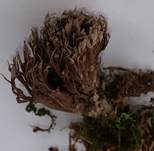 Stinkender Warzenpilz, Foto 24
