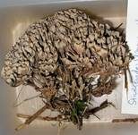 Stinkender Warzenpilz, Foto 25