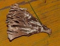 Stinkender Warzenpilz, Foto 27