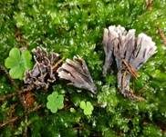 Stinkender Warzenpilz, Foto 8