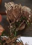 Stinkender Warzenpilz, Foto 10
